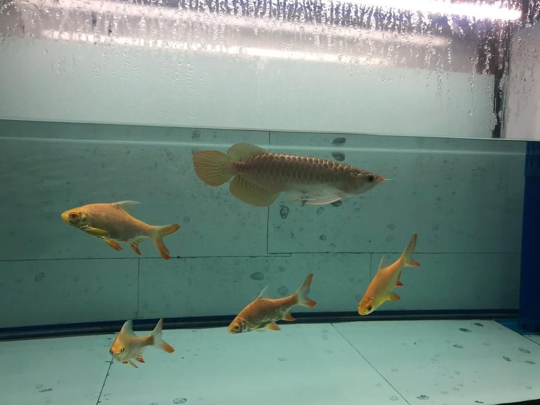 紅龍魚幼苗2公分圖片