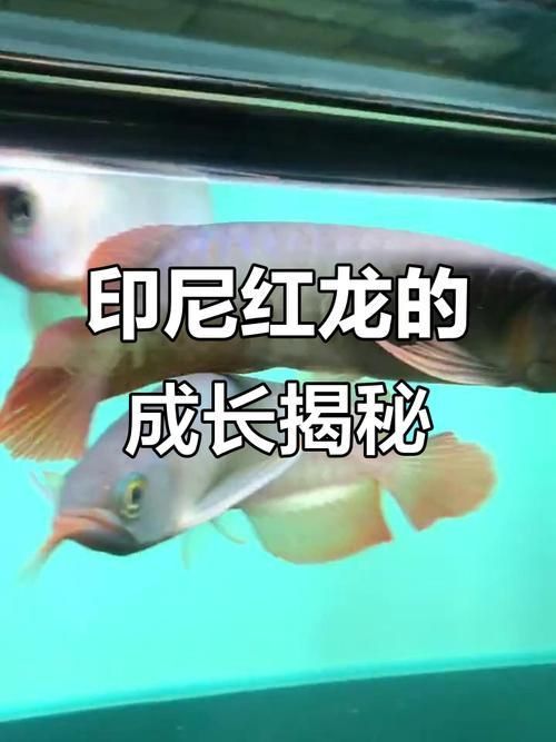 紅龍魚幼苗2公分圖片