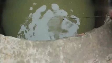 龍魚的屎飄起來：龍魚的屎飄起來可能是由于以下幾個原因