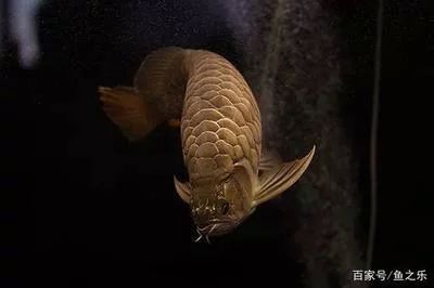 龍魚的屎飄起來：龍魚的屎飄起來可能是由于以下幾個原因