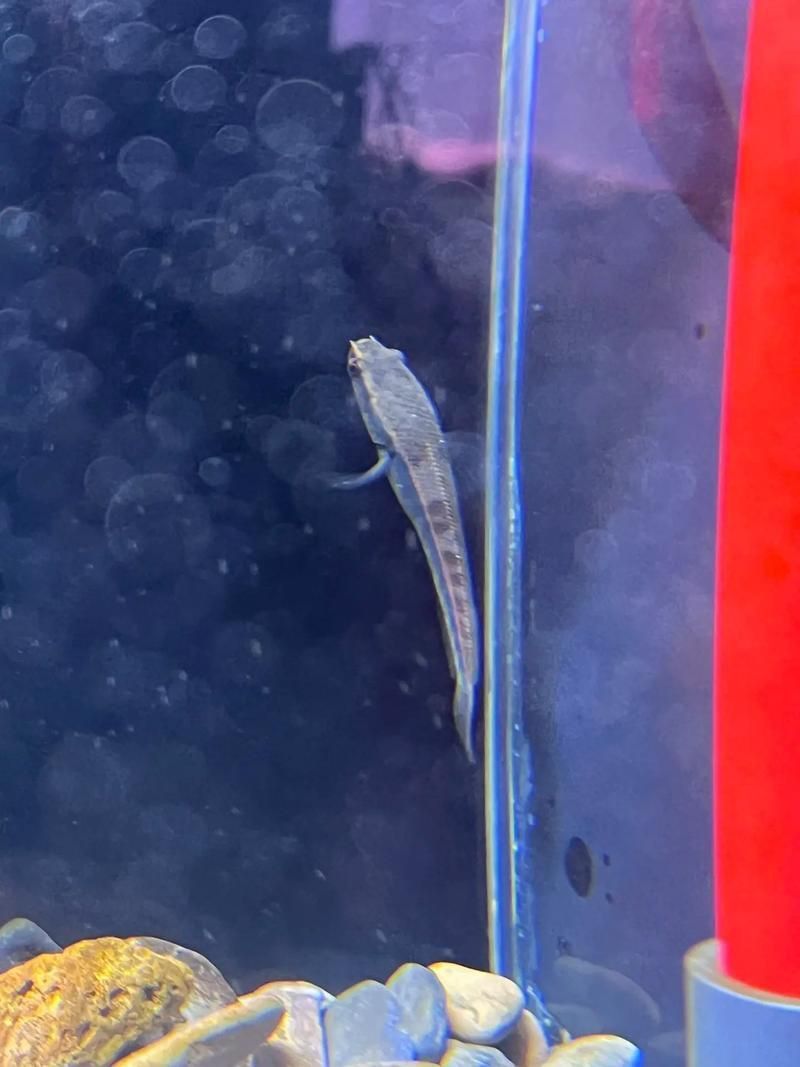 紅龍魚幼苗2公分圖片