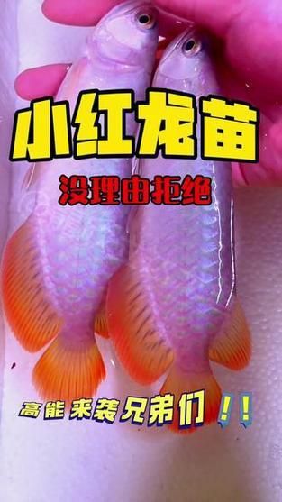 紅龍魚幼苗2公分圖片