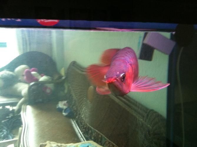 紅龍魚幼苗2公分圖片