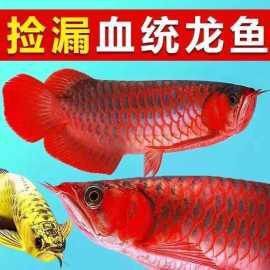 紅龍魚幼苗2公分圖片