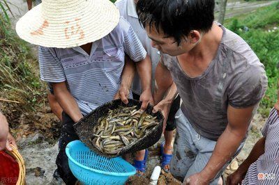 紅龍魚吃了2周泥鰍寄生蟲會死嗎:紅龍魚吃泥鰍感染寄生蟲會出現以下癥狀