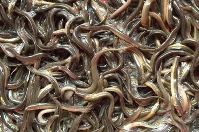 紅龍魚吃了2周泥鰍寄生蟲會死嗎：紅龍魚吃泥鰍感染寄生蟲會出現以下癥狀