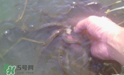 紅龍魚吃了2周泥鰍寄生蟲會死嗎：紅龍魚吃泥鰍感染寄生蟲會出現以下癥狀