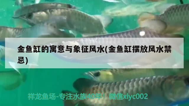 龍魚缸擺放位置距窗口：龍魚缸擺放位置與窗戶距離的重要性 龍魚缸擺放位置距窗口：龍魚缸擺放位置與窗戶距離的重要性 龍魚百科 第5張