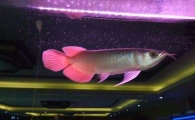 泗水限量龍魚：關于泗水限量龍魚的一些詳細信息