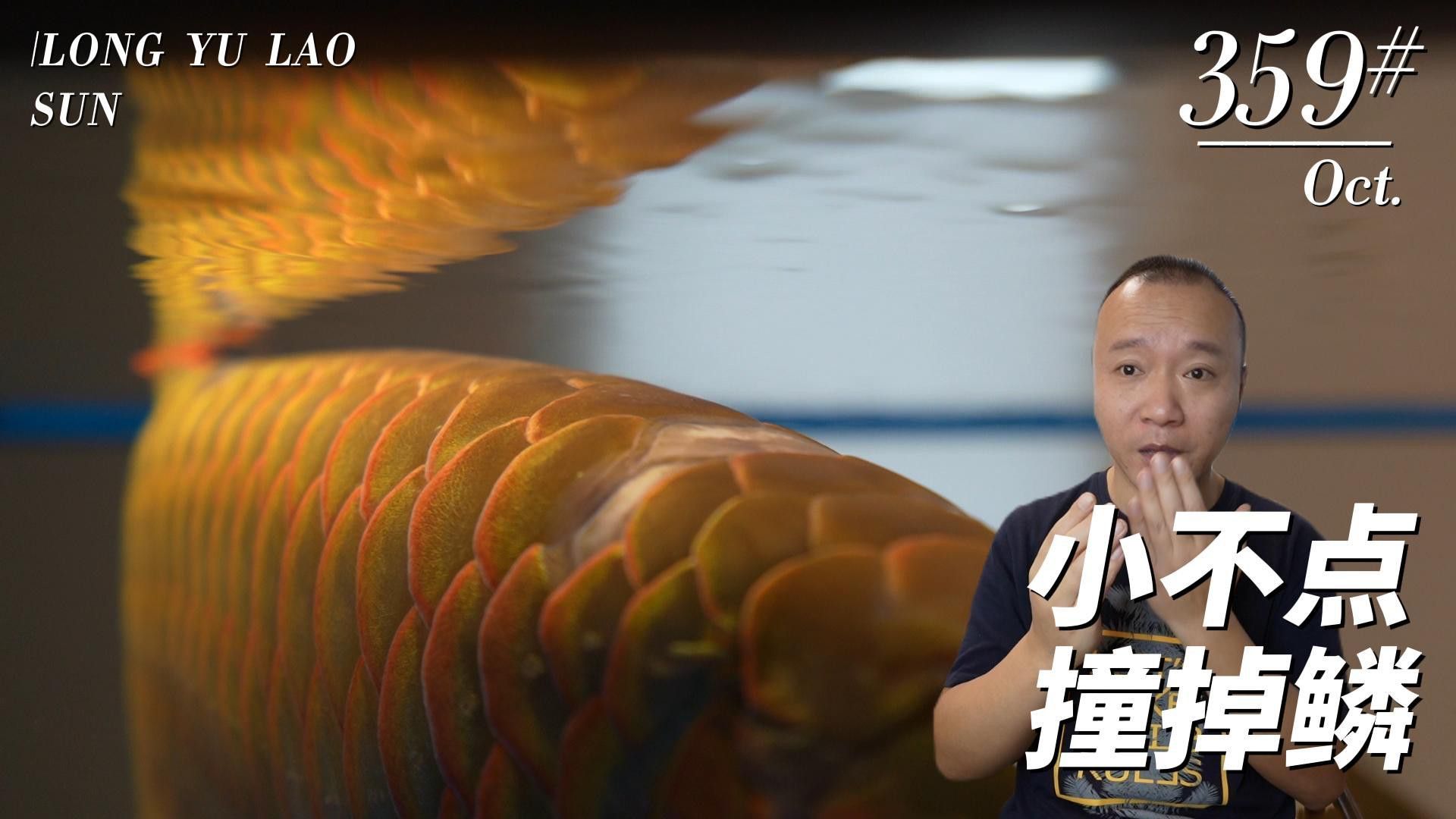 養了一年多的龍魚突然撞缸死了