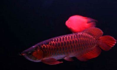 龍魚和薩伊藍混養的可能性（關于龍魚和薩伊藍魚混養存在不同的觀點和實踐經驗）