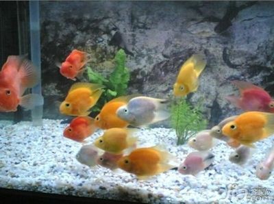 鸚鵡魚銀龍魚配什么魚：鸚鵡魚和銀龍魚混養水溫的控制