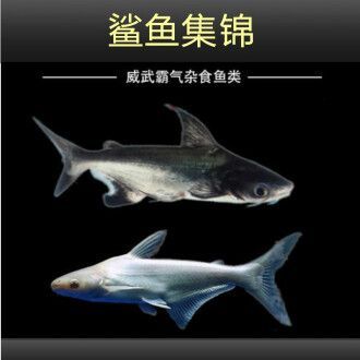 虎頭鯊和龍魚是否會(huì)發(fā)生打架行為，虎頭鯊和龍魚可以混養(yǎng)嗎：虎頭鯊和龍魚可以混養(yǎng)嗎虎頭鯊和龍魚可以混養(yǎng)嗎