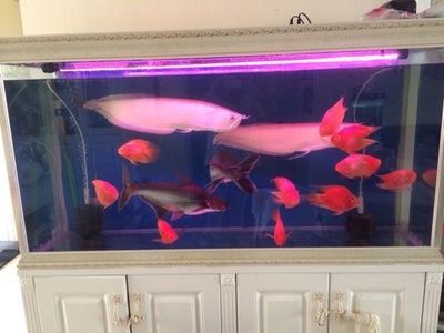 虎頭鯊和龍魚是否會(huì)發(fā)生打架行為，虎頭鯊和龍魚可以混養(yǎng)嗎：虎頭鯊和龍魚可以混養(yǎng)嗎虎頭鯊和龍魚可以混養(yǎng)嗎