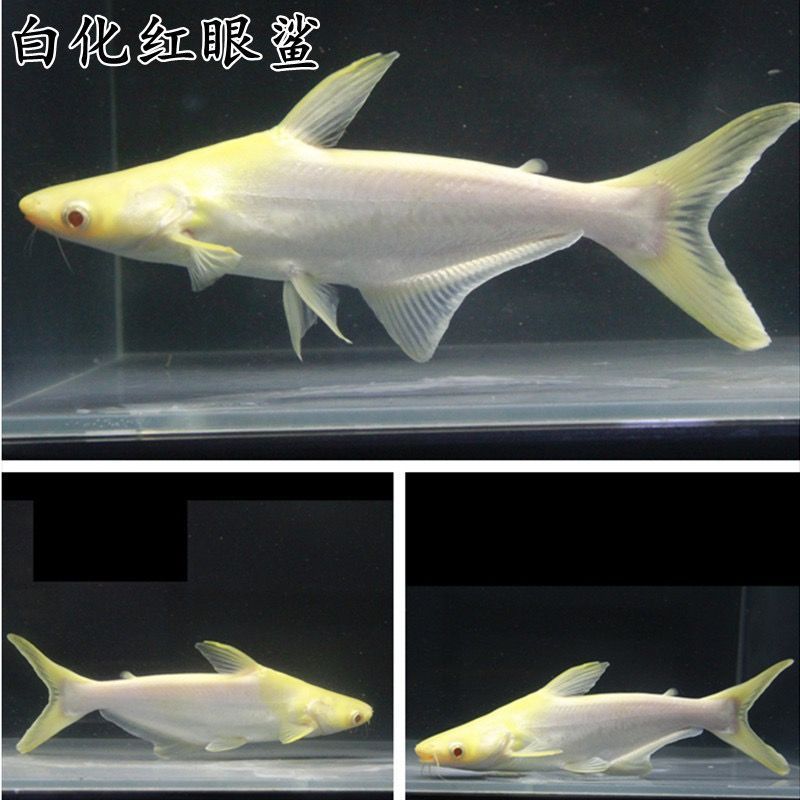 虎頭鯊和龍魚是否會(huì)發(fā)生打架行為，虎頭鯊和龍魚可以混養(yǎng)嗎：虎頭鯊和龍魚可以混養(yǎng)嗎虎頭鯊和龍魚可以混養(yǎng)嗎