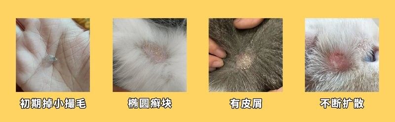 龍貓真菌感染會復發嗎？