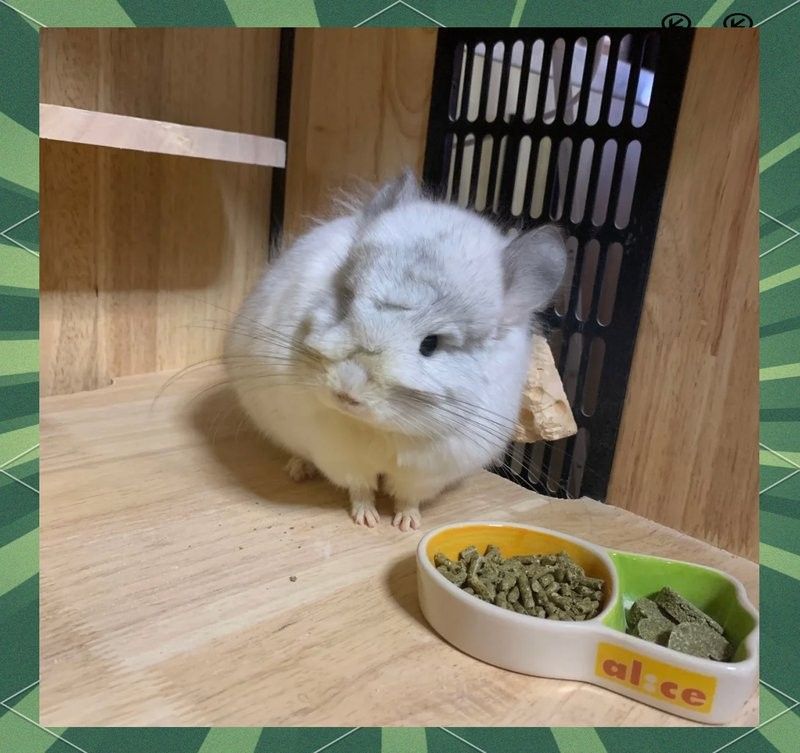 龍貓真菌感染會復發嗎？