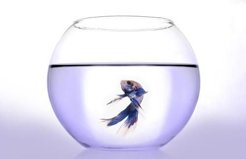 中國魚缸第一名