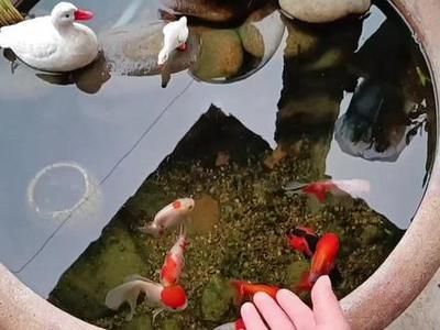 中國魚缸第一名