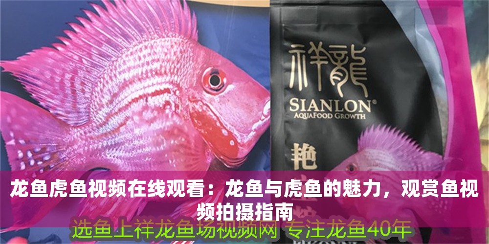 龍魚虎魚視頻在線觀看：龍魚與虎魚的魅力，觀賞魚視頻拍攝指南