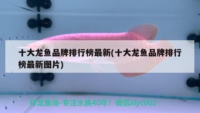 龍魚品牌怎么做的：龍魚品牌以其獨特的市場定位和營銷策略共同推動龍魚品牌發展