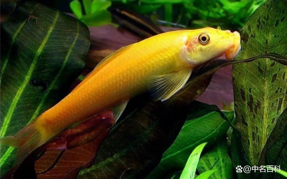 金苔鼠被龍魚吃了