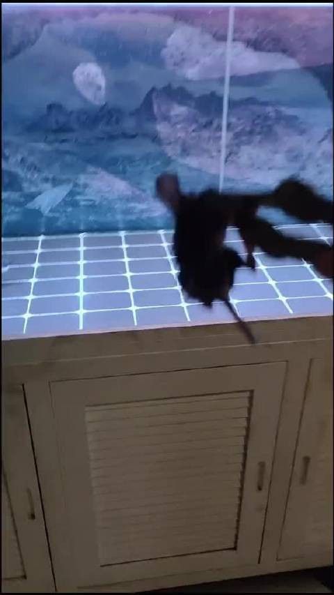 金苔鼠被龍魚吃了