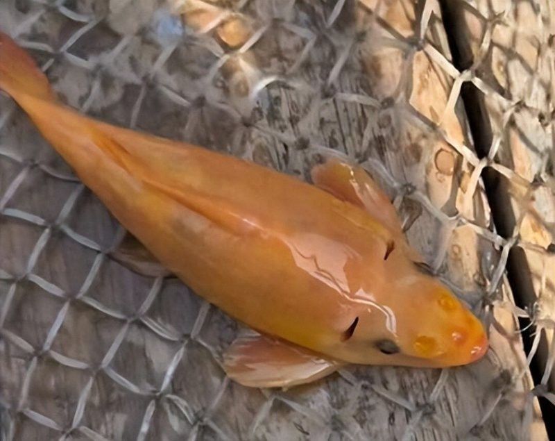 金苔鼠被龍魚吃了