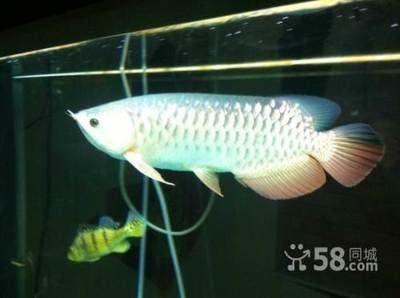 25公分的金龍魚是幾個月（金龍魚從25公分到35公分到35公分需要多長時間）