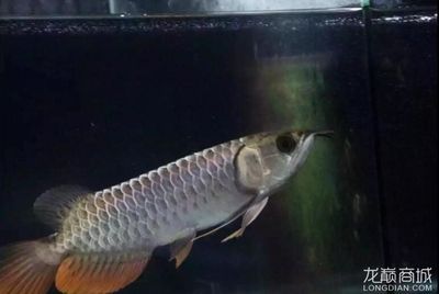 25公分的金龍魚是幾個月（金龍魚從25公分到35公分到35公分需要多長時間）