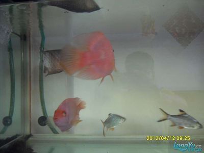 龍魚和七彩哪個好養：龍魚和七彩魚的飼養難度相對較低