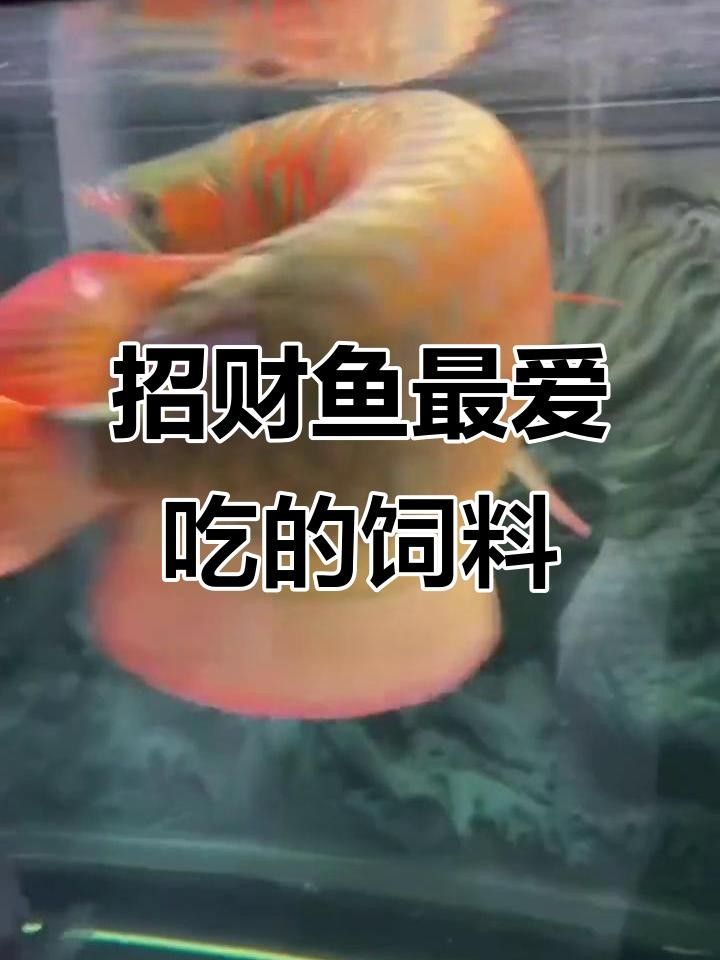 龍魚飼料有哪些知名品牌？