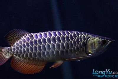 龍魚在哪里可以釣到原神的：原神游戲中有兩種龍魚可以釣到金赤假龍和錆假龍和錆假龍 龍魚在哪里可以釣到原神的：原神游戲中有兩種龍魚可以釣到金赤假龍和錆假龍和錆假龍 龍魚百科 第1張