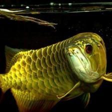 一條龍魚(yú)需要打氧嗎：一條龍魚(yú)需要打氧嗎，需要打氧嗎