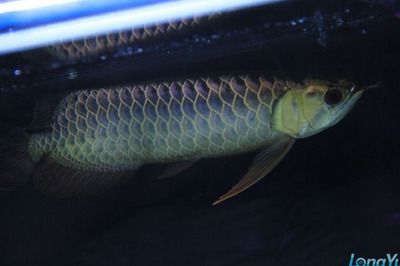 金龍魚(yú)過(guò)背是什么意思（金龍魚(yú)過(guò)背與非過(guò)背的區(qū)別）