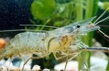 龍魚喂白蝦還是青蝦（如何選擇龍魚飼養的蝦類）