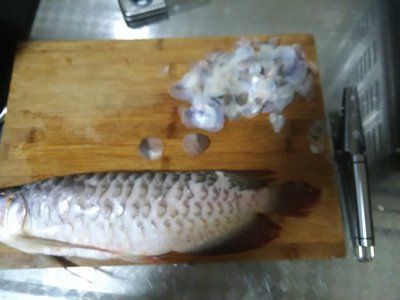 紅龍魚鱗片發白怎么辦：紅龍魚魚鱗發白怎么辦紅龍魚魚鱗發白怎么辦