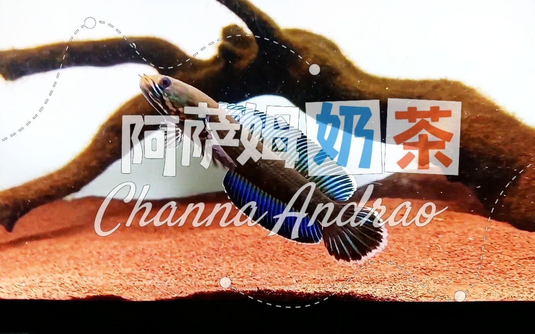 奶茶雷龍魚的最佳飼養(yǎng)環(huán)境