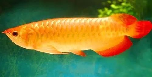 屬龍人適合養龍魚嗎：屬龍的人適合養什么魚？