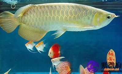 屬龍人適合養龍魚嗎：屬龍的人適合養什么魚？