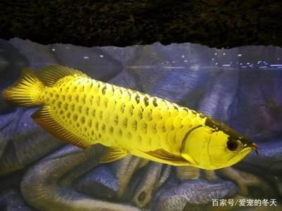 養龍魚的知識介紹怎么寫：養龍魚的知識介紹