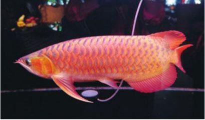 金龍魚如何飼養視頻：金龍魚的飼養技巧