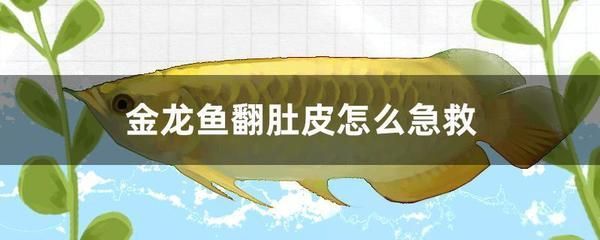 金龍魚如何飼養視頻：金龍魚的飼養技巧