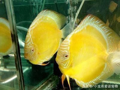 七彩燕魚能和龍魚混養(yǎng)嗎：七彩燕魚能與龍魚混養(yǎng)嗎七彩燕魚能與龍魚混養(yǎng)嗎