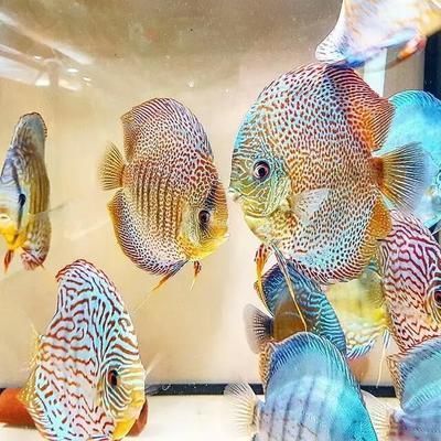 七彩燕魚能和龍魚混養(yǎng)嗎：七彩燕魚能與龍魚混養(yǎng)嗎七彩燕魚能與龍魚混養(yǎng)嗎