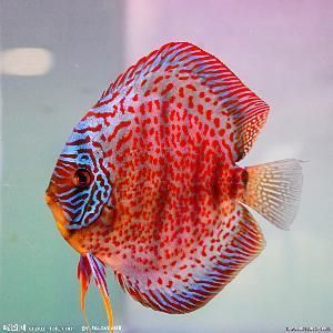 七彩燕魚能和龍魚混養(yǎng)嗎：七彩燕魚能與龍魚混養(yǎng)嗎七彩燕魚能與龍魚混養(yǎng)嗎