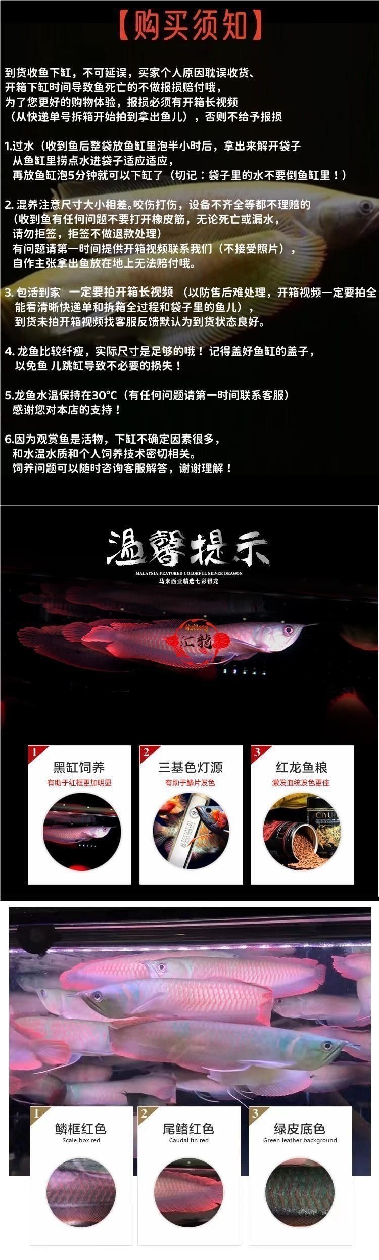 銀龍魚苗價格多少錢一只