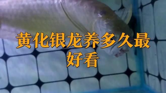 銀龍魚苗價格多少錢一只