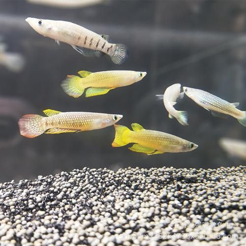 印度金龍魚價(jià)格圖片最新大全