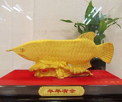 金龍魚24k是什么意思【金龍魚24k代表什么】